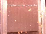 Daphnies en gros plan