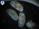 A-ostracode