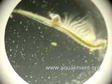 Artémia femelle en micro aquarium