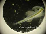 Artémia mâle en micro aquarium