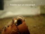 Aselle sur un escargot