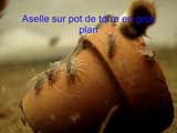 Aselle sur un pot de terre en gros plan