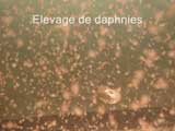 Elevage de daphnies