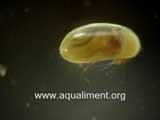 Ostracode macro