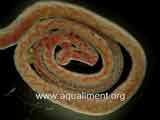 Tubifex enroulé en spirale