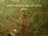 Vers aquatiques en gros plan