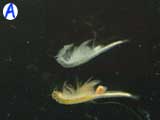 A-artemia A-artemia
