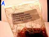 A-enchytree A-enchytree