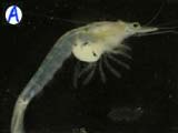 A-mysis A-mysis