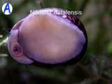 A-neritina-natalansis A-neritina-natalansis
