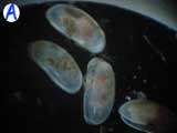 A-ostracode A-ostracode